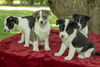 Superhero Puppy  Boys !!!