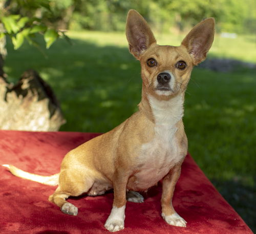 Butterbean--smart and loyal