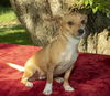 Butterbean--smart and loyal