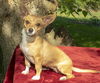 Butterbean--smart and loyal