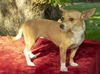 Butterbean--smart and loyal
