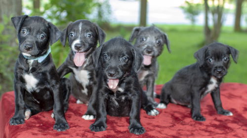 Month Puppies