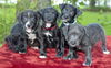 Month Puppies