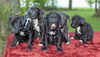 Month Puppies
