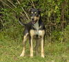 Peter--Big Sweet Puppy_FOSTERED IN WASHINGTON