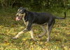 Peter--Big Sweet Puppy_FOSTERED IN WASHINGTON