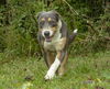 Wendy--sweet dobie mix pup