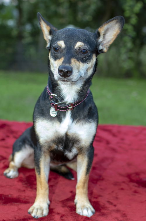 Joy--loving chiweenie girlie