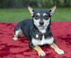 Joy--loving chiweenie girlie