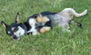 Joy--loving chiweenie girlie