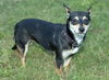 Joy--loving chiweenie girlie