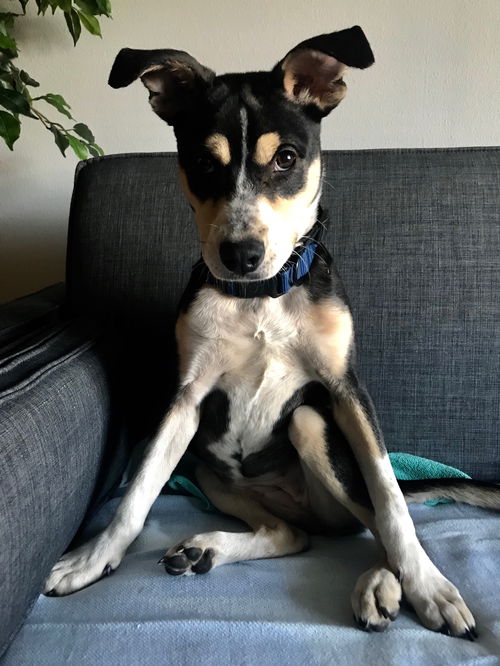 Luna--playful and social girl