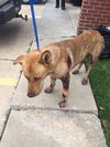 Brazos--brave survivor
