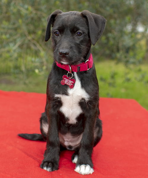 Bailey--Sweet Schnauzer mix