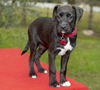 Bailey--Sweet Schnauzer mix