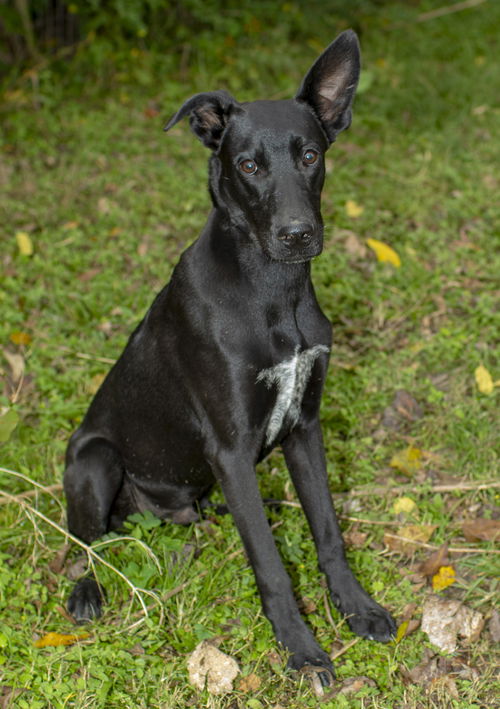 Putter--gentle loving boy