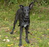 Putter--gentle loving boy