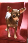Sweet Ruby Brown