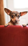 Sweet Ruby Brown