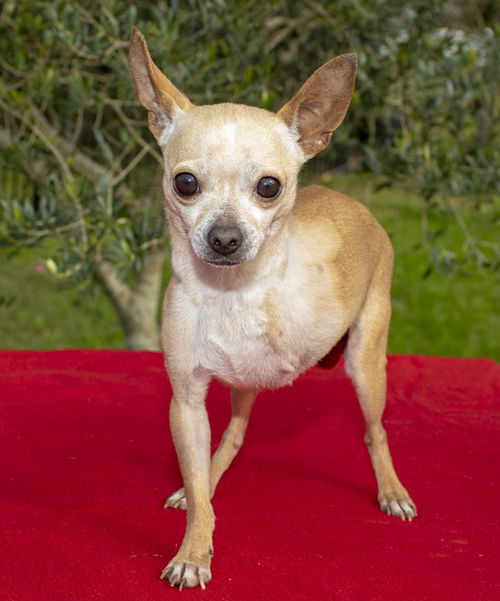 Sweet Little Tri-Pod Pedro