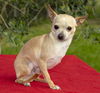 Sweet Little Tri-Pod Pedro
