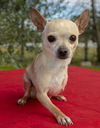 Sweet Little Tri-Pod Pedro