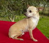 Sweet Little Tri-Pod Pedro