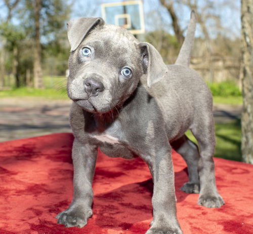 Bluebell