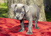 Bluebell