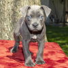 Bluebell
