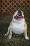 Mr. Chunk