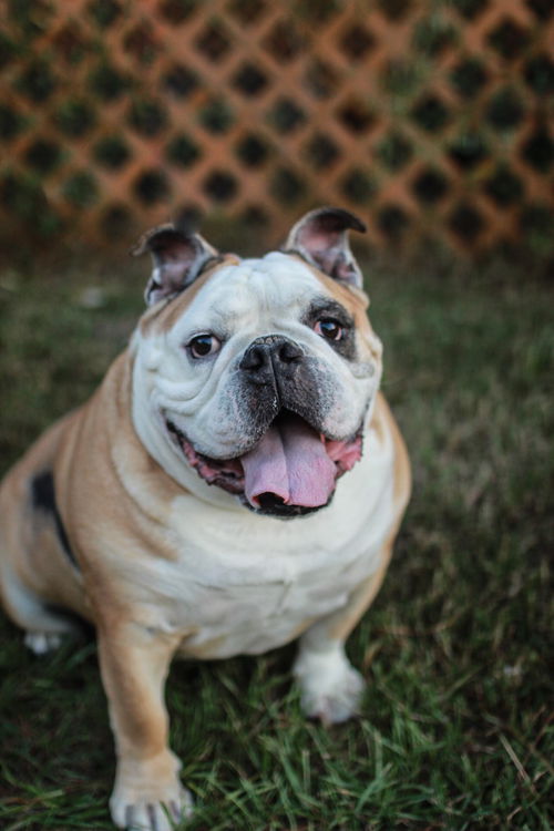 Mr. Chunk