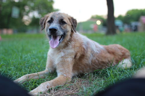 Milo the Miracle Pup