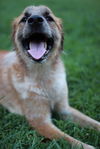 Milo the Miracle Pup