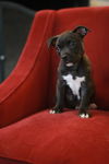 Espressa-Fostered in Washington