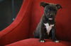 Espressa-Fostered in Washington