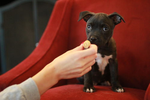 Espressa-Fostered in Washington