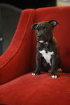 Espressa-Fostered in Washington