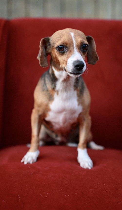Sopapilla-Fostered in Washington