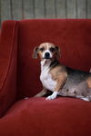 Sopapilla-Fostered in Washington