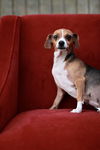 Sopapilla-Fostered in Washington