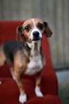 Sopapilla-Fostered in Washington
