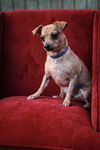 Star Crunch-Fostered in Washington
