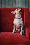 Star Crunch-Fostered in Washington