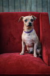 Star Crunch-Fostered in Washington