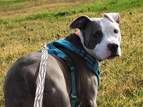 Gracie-Fostered in Washington