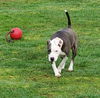 Gracie-Fostered in Washington