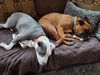 Gracie-Fostered in Washington