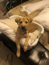 Blessing-Fostered in Washington