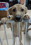 Blessing-Fostered in Washington